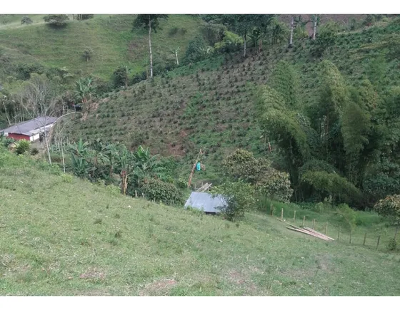 Finca Cafetera En Venta En Vereda Partidas, Chinchiná | Venta Finca