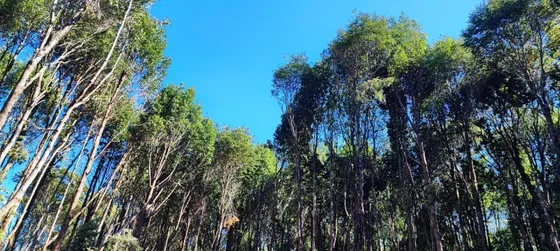 Parcela Urbanizadamaderos De Puerto Varas