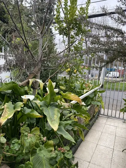 Casa En Venta De 3 Dorm. En Las Condes
