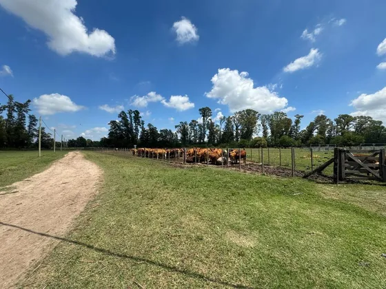 Campo Venta 61 Ha General Rodriguez Sobre Ruta 24