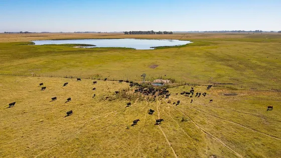 Venta De Campo Ganadero Partido De Azul 