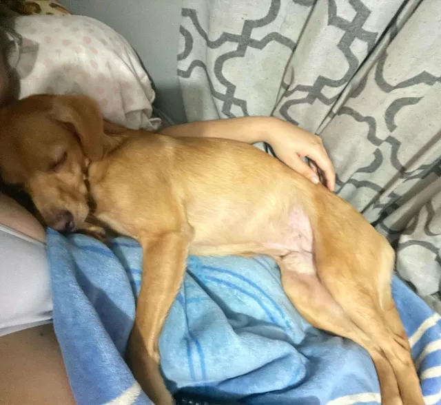 Cachorro Para Doação