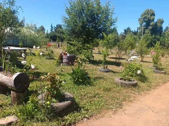 Fundo San Pedro De Colicheu - Cabrero - Biobio