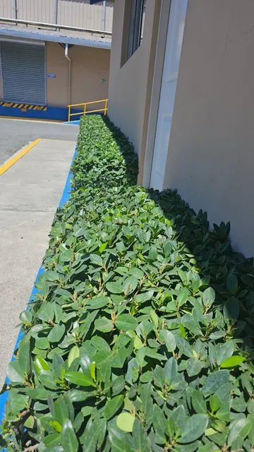 Servicios De Jardinería Empresarial