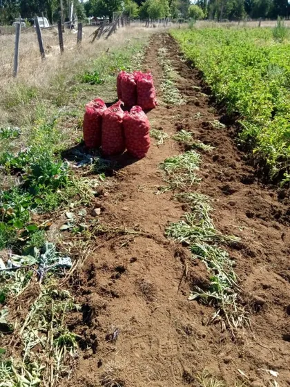 ¡arriendo Agrícola En Pitrufquén Por $3,2m Anuales!