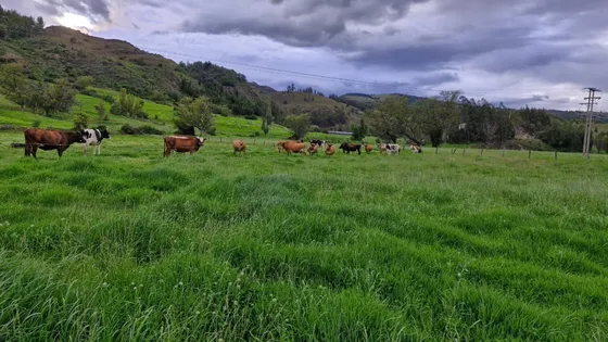 Finca Se Vende Pesca _boyacá