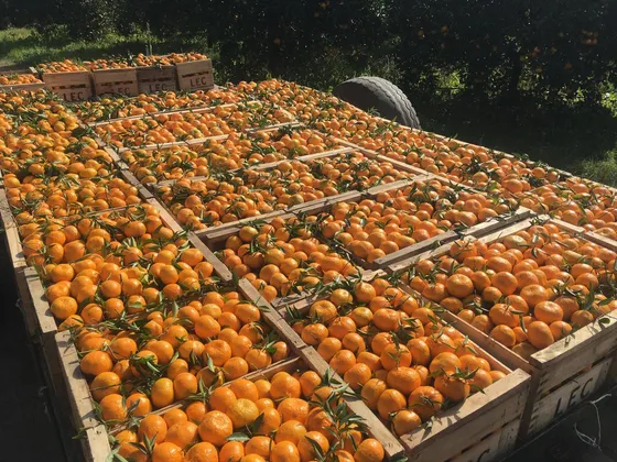 Quinta De Citrus En Paysandu - Tm6865021