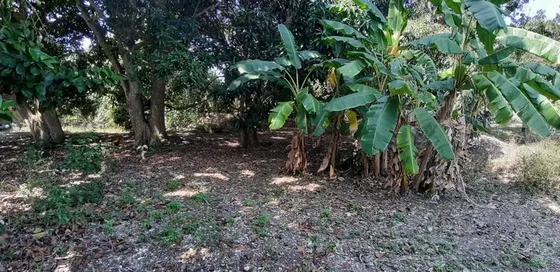 Venta Terreno 850.71 M² Col. La Mata Tuxpan Veracruz