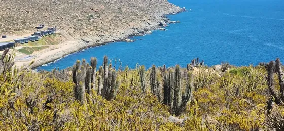 El Panul Coquimbo Parcela 2 Hectáreas 80mts De Orilla De Mar