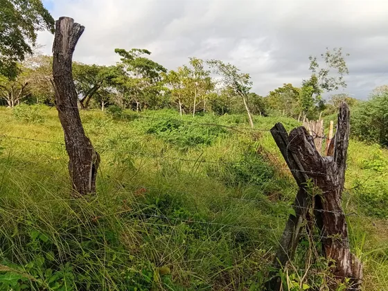 Chácara Como Muitas Frutas Com Poço Que Mina. Com 18mil E 150metros Quadrados. .  Com Escritura. Mangas , Cajus, Genipapos , Cocos,  Jacas , Etcs ...