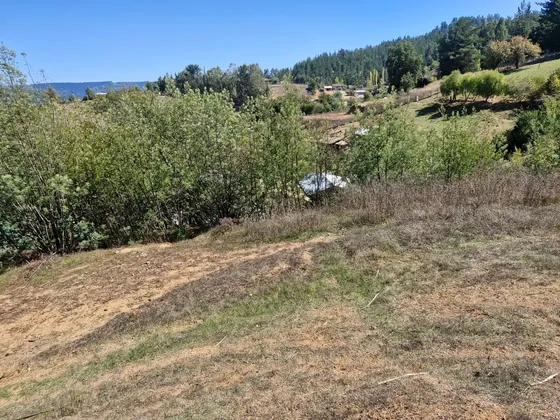 Terreno De 4.2 Hectáreas Con Bosque De Eucaliptus, Curepto