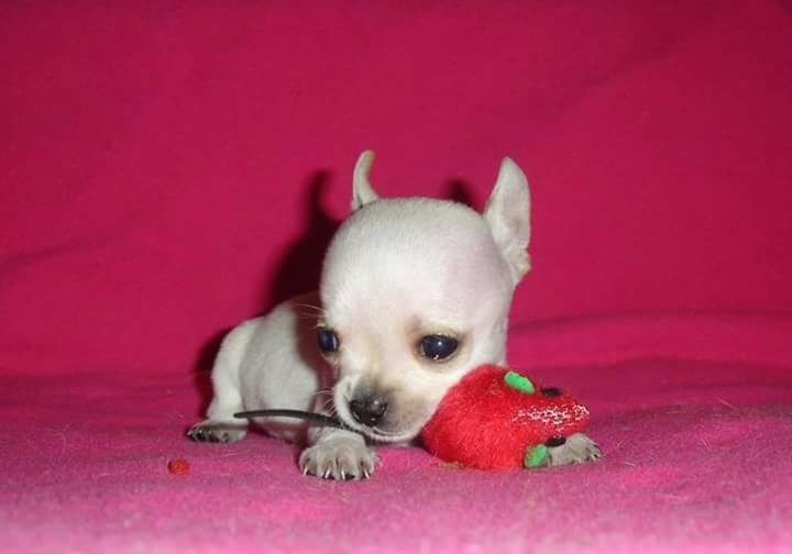 Cachorra Chihuahua Blanca Tacita Mini Bolsillo Mercado Libre