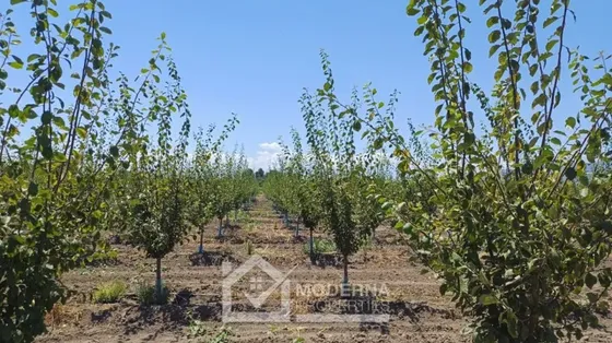 Agrícola En Venta En Nancagua