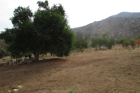 Se Venden 2 Parcelas De 5000 M2 Cada Una, Comuna Curacaví