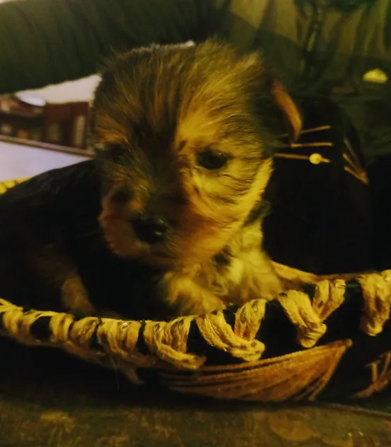 Cachorros Yorkshire Puros