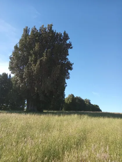 Vendo Linda Parcela En Fresia, Localidad De Llico