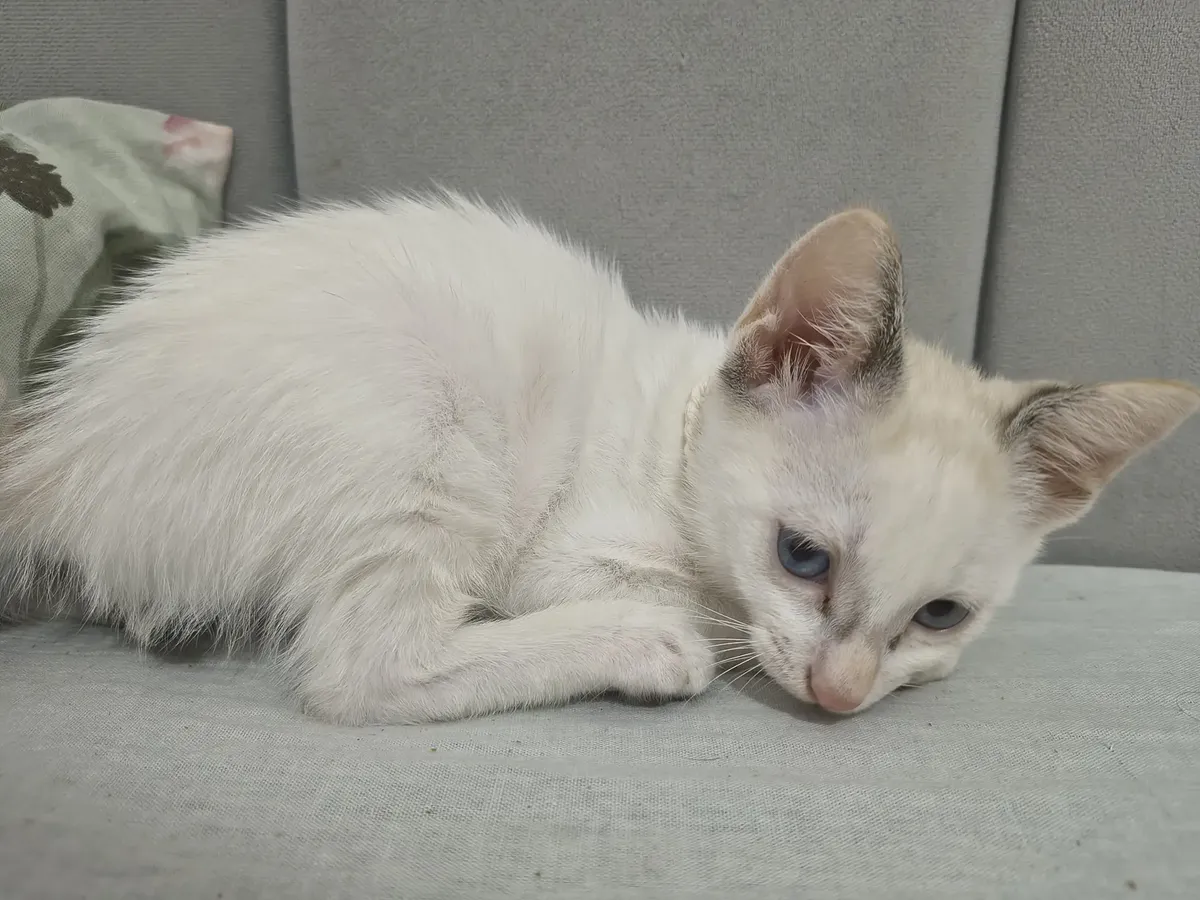 Kittens Available for Adoption65566274758529122