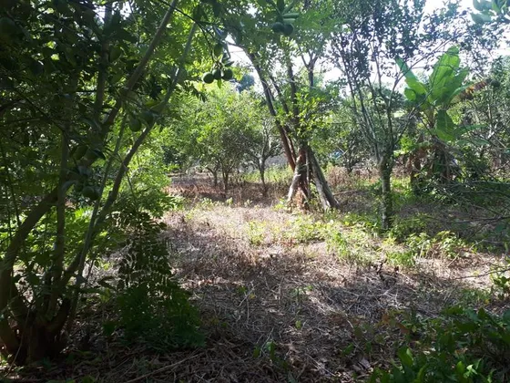Venta Terreno 400 M² Col. El Triangulo Tuxpan Veracruz 