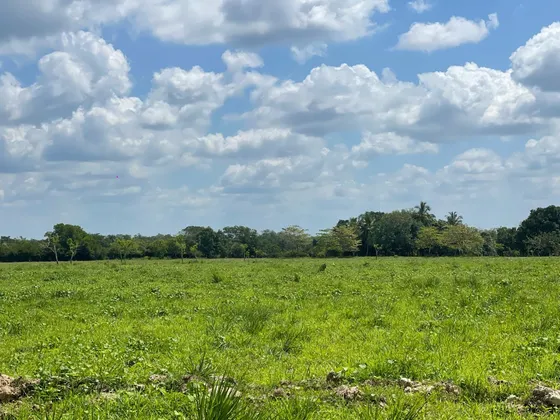 Se Vende Finca De 151 Tareas En Hacienda Estrella, Asfalto, A Orilla De La Carretera