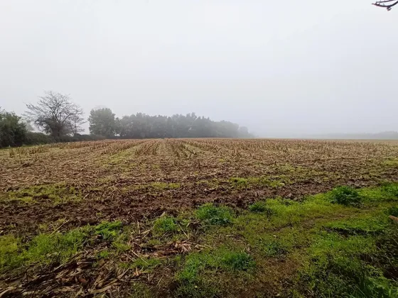 Campo En San Clemente, 10,6 Ha