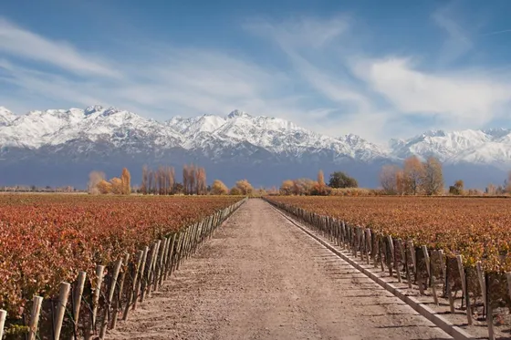 Terreno En Venta Viñedo 28 Has En Mendoza