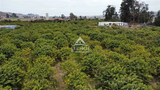 Venta Parcelas En Alfalfares Oriente, La Serena