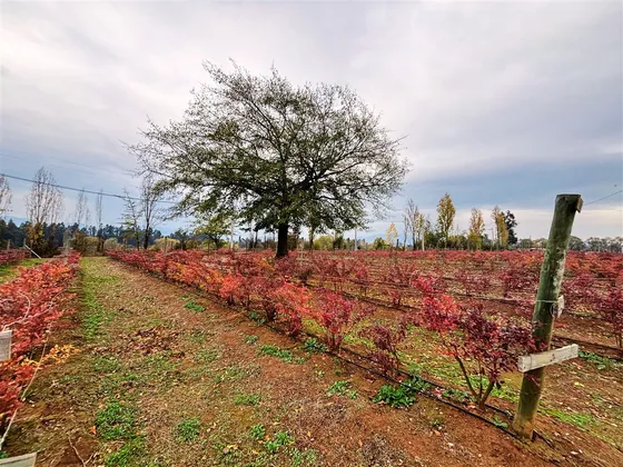 Vende 10.1 Hás En San Clemente Arandanos En Producción
