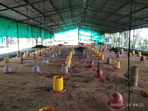 Vc Granja Avícola Miranda Carabobo Solo Clientes 