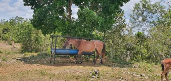 Venta De Rancho Emmanuel En Yucatan