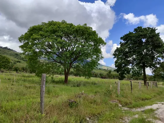 Em. Se Vende Finca   Fundo En El Piñal  El Jordán 