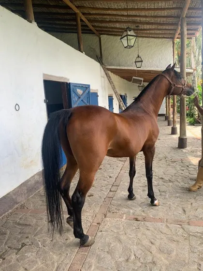 Vendo Hacienda Ecuestre 14.000m2, Incluye 5 Caballos. Tejerías, Edo Aragua.