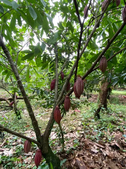 Finca Cultivada En Cacao