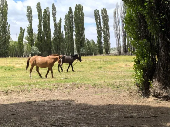Venta Chacra En Picun Leufu