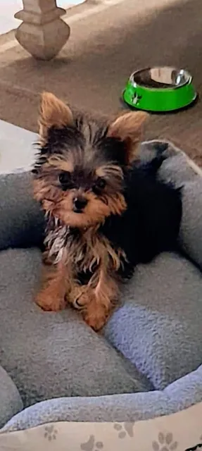Yorkies Macho Disponible 