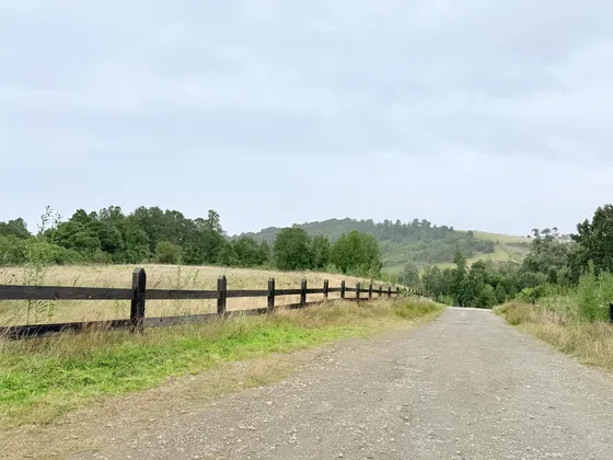 Preciosa Parcela Con Bosque Nativo A Pasos De Frutillar Bajo