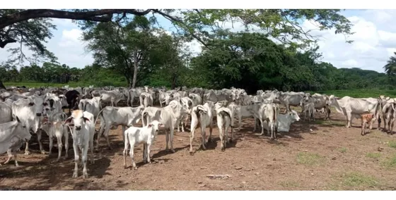 Se Vende Finca Agropecuaria Ganadera 4.000 Has Estado Cojedes
