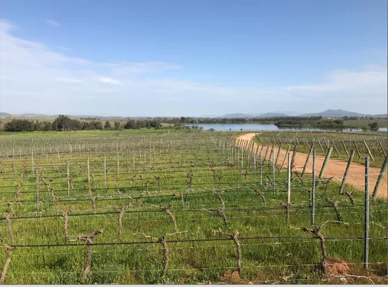 0 Precioso Campo Uva Vinifera, Vi Región,  La Estrella