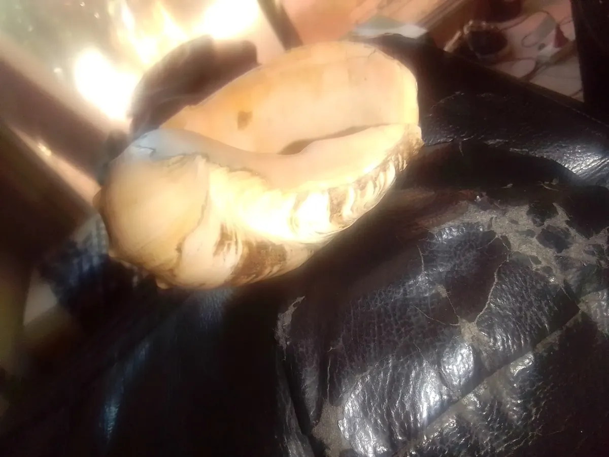 Caracol Mar De Ajo