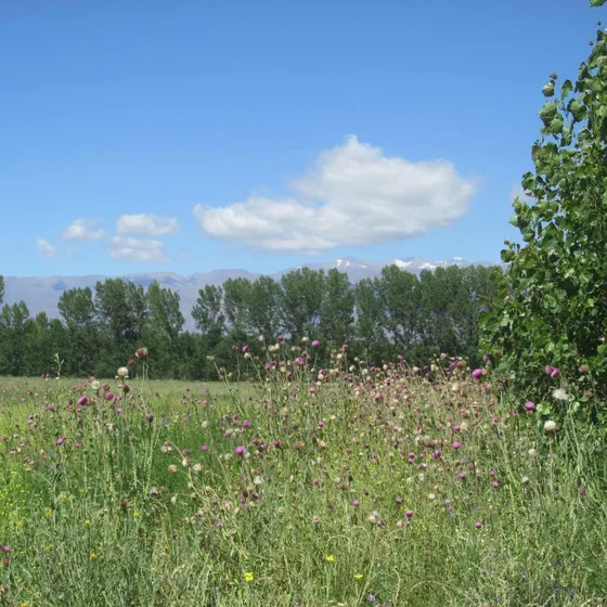 Finca En Venta En El Cepillo Valle De Uco