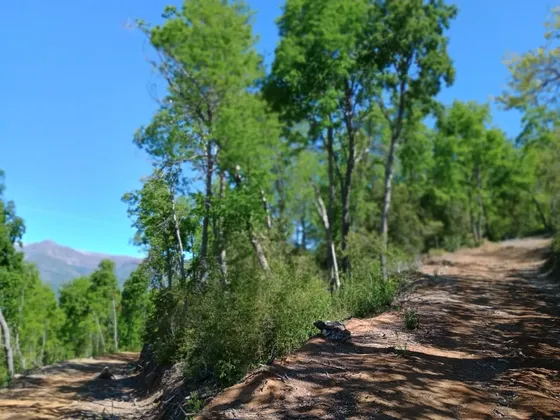 Un Sueño De Parcelas, Radal, 7 Tazas.