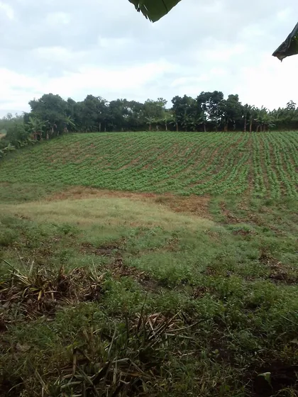 Se Vende Lote Armenia Vía Pueblo Tapao 