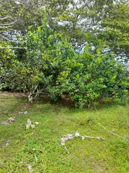 Te Vendo Finca En Jarabacoa / República Dominicana.