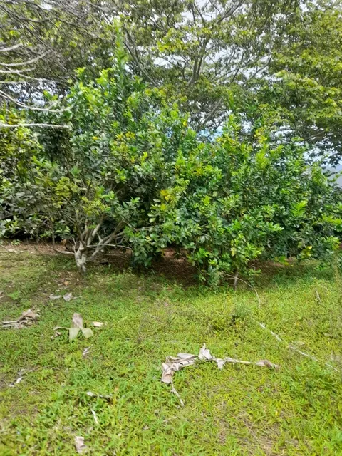 Te Vendo Finca En Jarabacoa / República Dominicana.