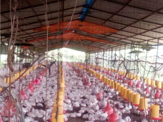 Granja Avícola Multi Propósito Carabobo  Sector Cogoyal Vía Guigue