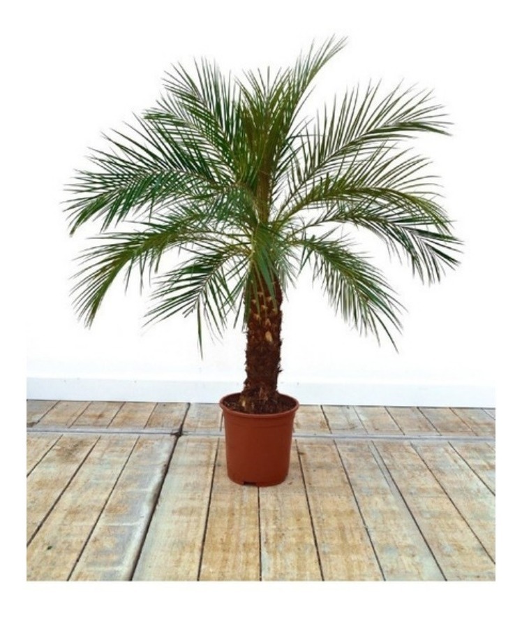 palmera