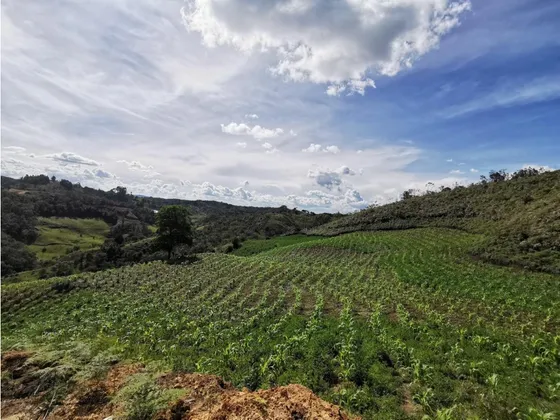 Venta Finca Productiva San Vicente Vía A Concepción