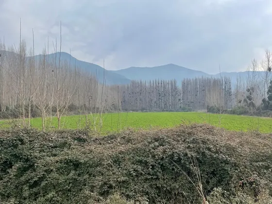 Terreno Agricola Coltauco