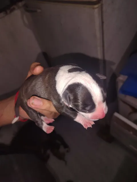 Cachorros Pitbull Recién Nacidos Listos Para Señar