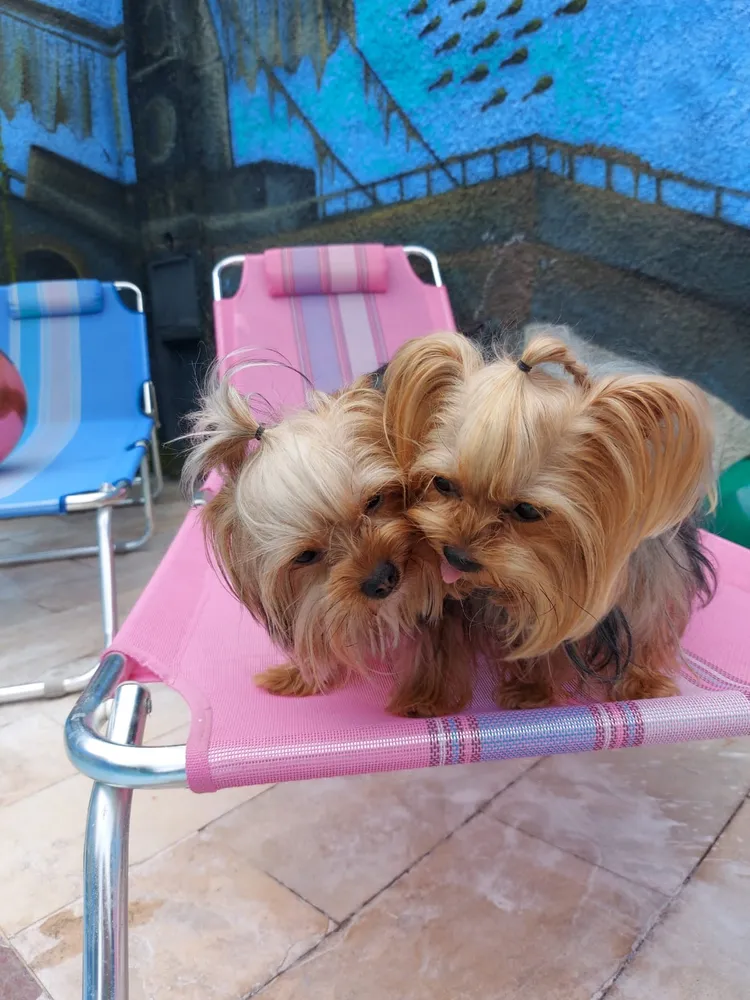 Secador de cabelo TaiffElegance Tourmaline Íon preto - Imagem 3