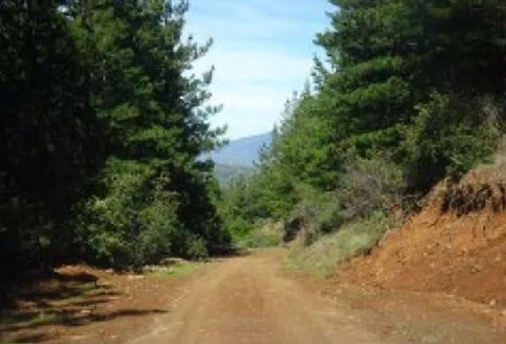 Forestal Plantado